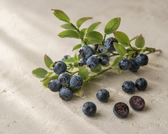Bilberry